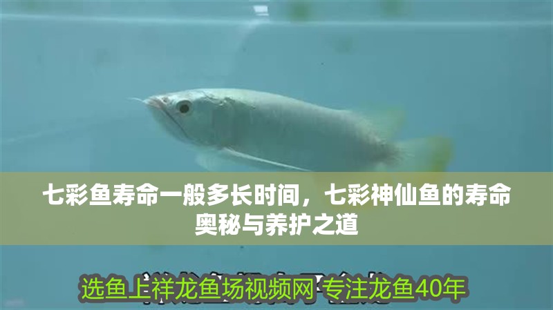 七彩魚壽命一般多長時間，七彩神仙魚的壽命奧秘與養(yǎng)護之道