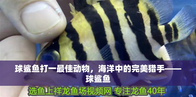 球鯊魚打一最佳動物，海洋中的完美獵手——球鯊魚