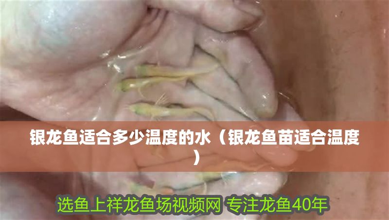 銀龍魚適合多少溫度的水（銀龍魚苗適合溫度）