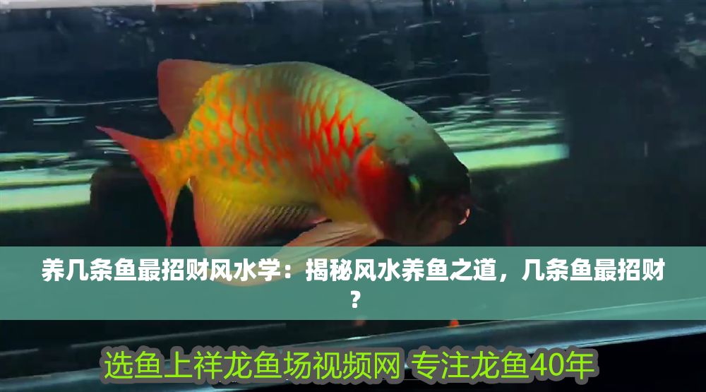 養幾條魚最招財風水學：揭秘風水養魚之道，幾條魚最招財？