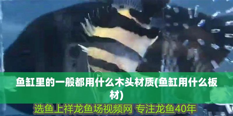 魚(yú)缸里的一般都用什么木頭材質(zhì)(魚(yú)缸用什么板材)