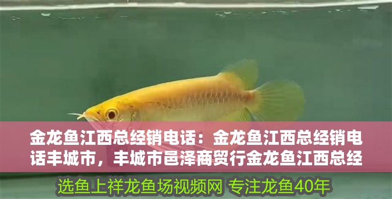 金龍魚江西總經銷電話：金龍魚江西總經銷電話豐城市，豐城市邑澤商貿行金龍魚江西總經銷電話獲取準確的聯系方式