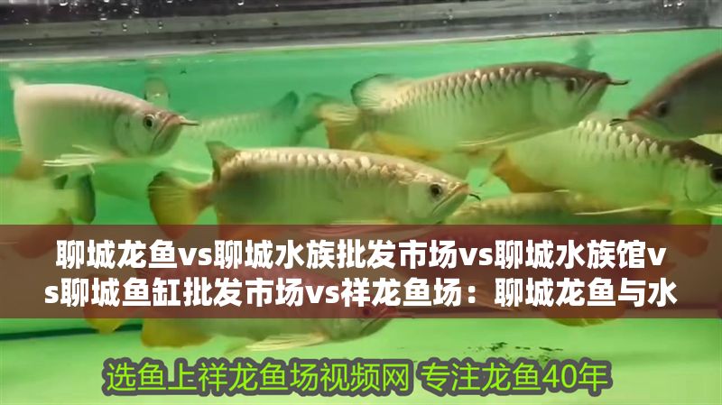 聊城龍魚vs聊城水族批發市場vs聊城水族館vs聊城魚缸批發市場vs祥龍魚場：聊城龍魚與水族批發市場、聊城魚缸批發市場、聊城魚缸批發市場
