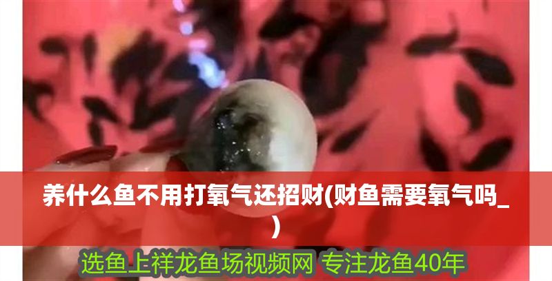 養什么魚不用打氧氣還招財(財魚需要氧氣嗎_)