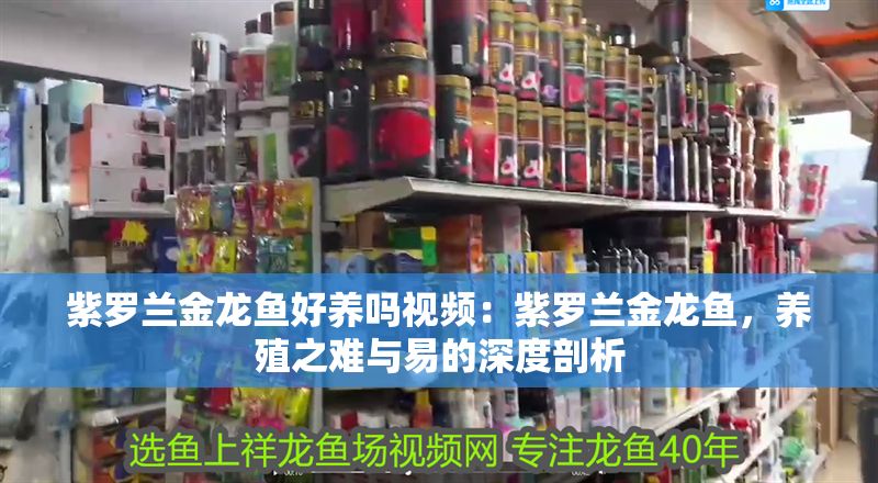 紫羅蘭金龍魚好養嗎視頻：紫羅蘭金龍魚，養殖之難與易的深度剖析
