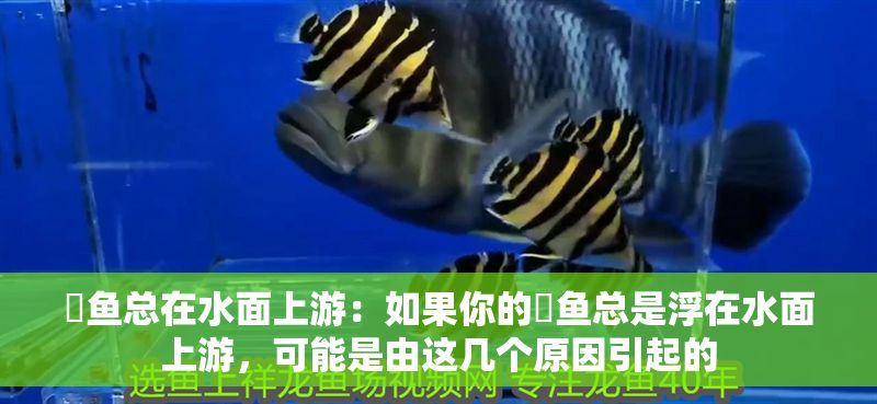 魟魚總在水面上游：如果你的魟魚總是浮在水面上游，可能是由這幾個(gè)原因引起的