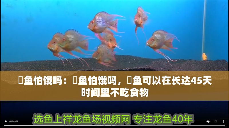 魟魚怕餓嗎：魟魚怕餓嗎，魟魚可以在長達(dá)45天時間里不吃食物