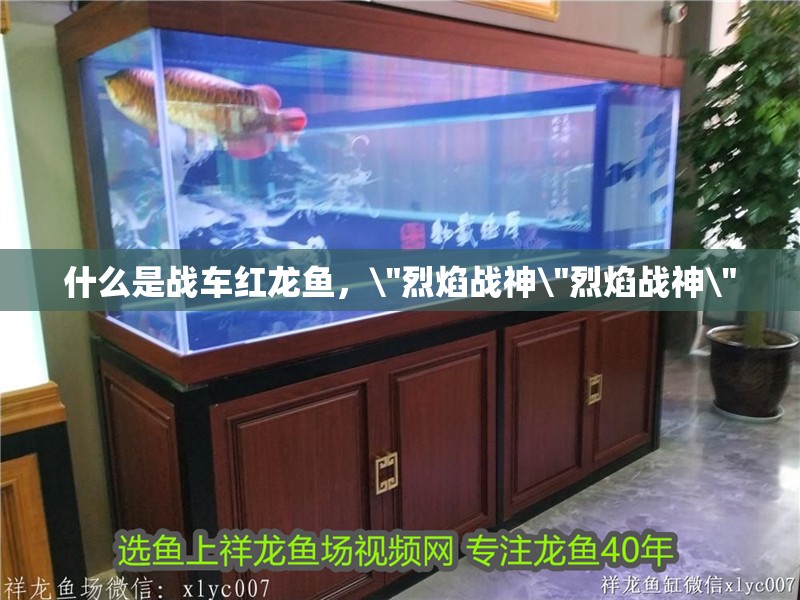 什么是戰車紅龍魚，\