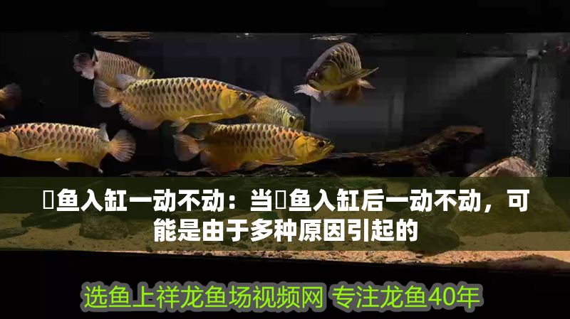 魟魚入缸一動不動：當魟魚入缸后一動不動，可能是由于多種原因引起的