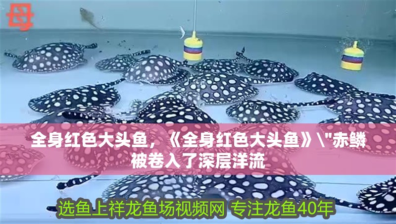 全身紅色大頭魚，《全身紅色大頭魚》\