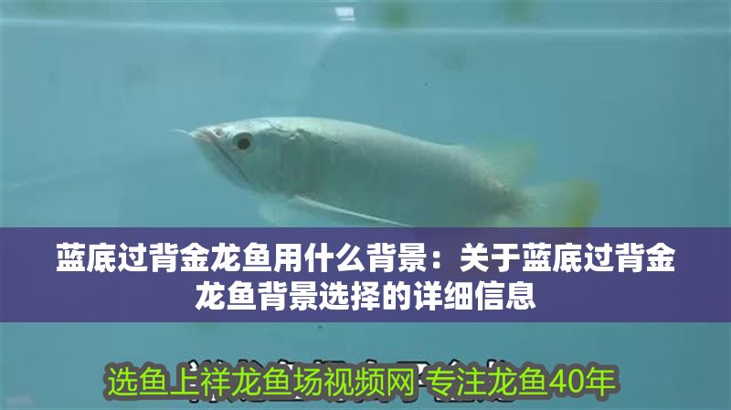 藍底過背金龍魚用什么背景：關于藍底過背金龍魚背景選擇的詳細信息