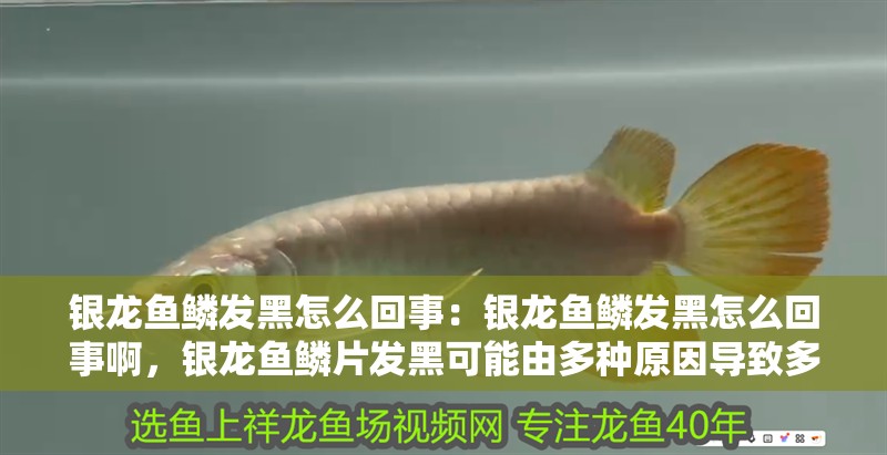 銀龍魚鱗發黑怎么回事：銀龍魚鱗發黑怎么回事啊，銀龍魚鱗片發黑可能由多種原因導致多種原因導致銀龍魚鱗發黑