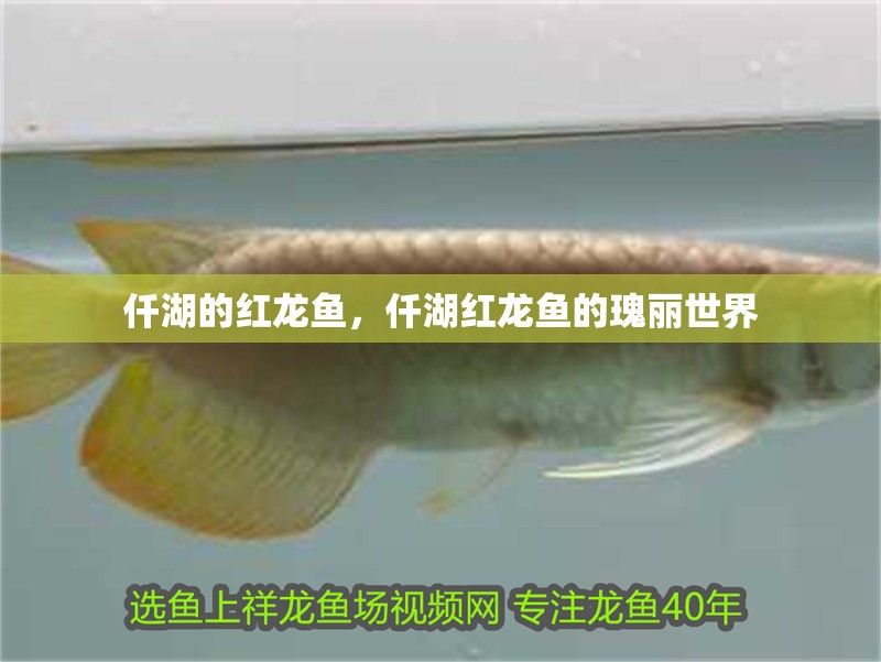 仟湖的紅龍魚，仟湖紅龍魚的瑰麗世界