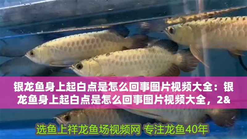 銀龍魚身上起白點是怎么回事圖片視頻大全：銀龍魚身上起白點是怎么回事圖片視頻大全，2&新水銀龍魚身上出現白點病是什么原因導致的