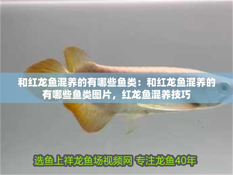 和紅龍魚混養(yǎng)的有哪些魚類：和紅龍魚混養(yǎng)的有哪些魚類圖片，紅龍魚混養(yǎng)技巧