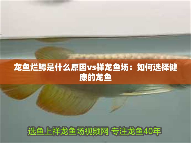 龍魚爛鰓是什么原因vs祥龍魚場:如何選擇健康的龍魚 vs祥龍魚場 第2張 龍魚爛鰓是什么原因vs祥龍魚場:如何選擇健康的龍魚 龍魚爛鰓是什么原因vs祥龍魚場:如何選擇健康的龍魚 vs祥龍魚場 第2張