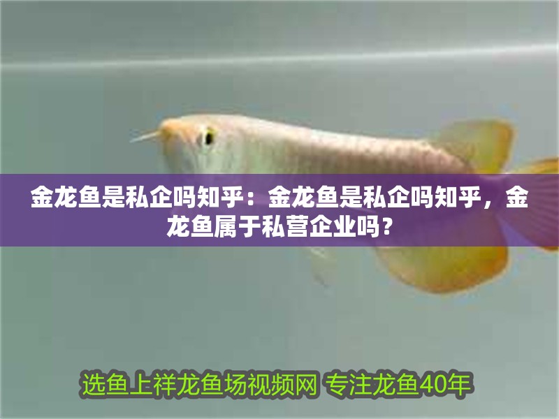 金龍魚是私企嗎知乎：金龍魚是私企嗎知乎，金龍魚屬于私營企業嗎？