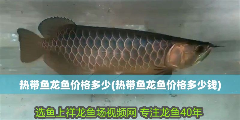 熱帶魚龍魚價(jià)格多少(熱帶魚龍魚價(jià)格多少錢)