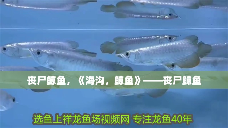 喪尸鯨魚，《海溝，鯨魚》——喪尸鯨魚