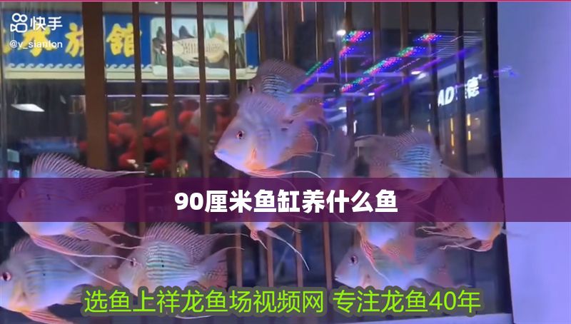 90厘米魚缸養什么魚