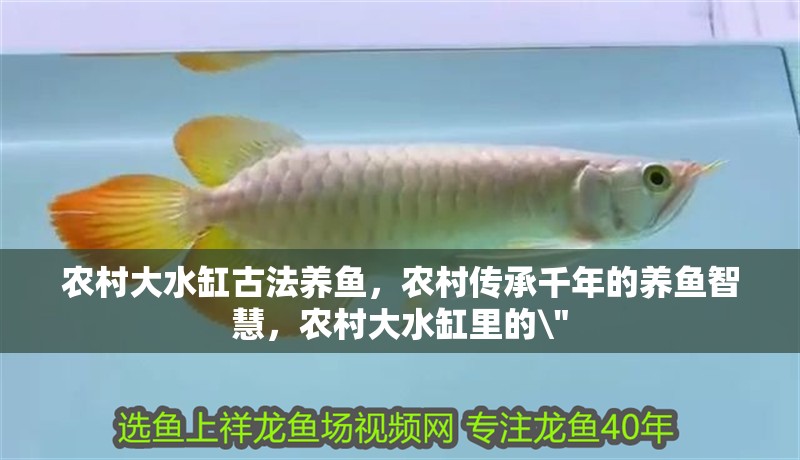 魚缸用增氧泵價格是多少:魚缸增氧機-xtrac增氧機-xtrac增氧機 農村大水缸古法養魚,農村傳承千年的養魚智慧,農村大水缸里的\ 農村大水缸古法養魚,農村傳承千年的養魚智慧,農村大水缸里的 農村大水缸古法養魚,農村傳承千年的養魚智慧,農村大水缸里的\