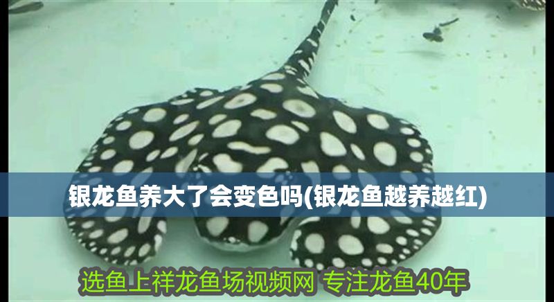銀龍魚養大了會變色嗎(銀龍魚越養越紅)