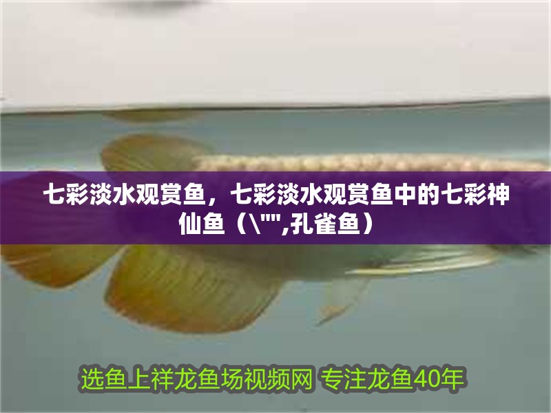 七彩淡水觀賞魚，七彩淡水觀賞魚中的七彩神仙魚（\