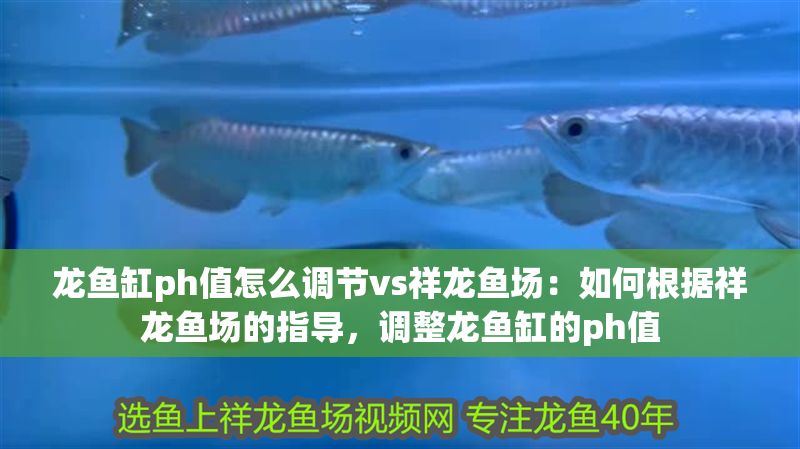 龍魚缸ph值怎么調(diào)節(jié)vs祥龍魚場:如何根據(jù)祥龍魚場的指導(dǎo),調(diào)整龍魚缸的ph值 vs祥龍魚場 第1張 龍魚缸ph值怎么調(diào)節(jié)vs祥龍魚場:如何根據(jù)祥龍魚場的指導(dǎo),調(diào)整龍魚缸的ph值 龍魚缸ph值怎么調(diào)節(jié)vs祥龍魚場:如何根據(jù)祥龍魚場的指導(dǎo),調(diào)整龍魚缸的ph值 vs祥龍魚場 第1張