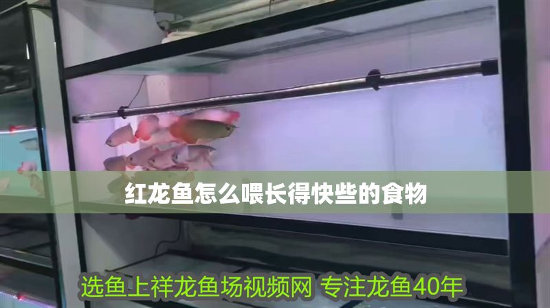 紅龍魚怎么喂長得快些的食物