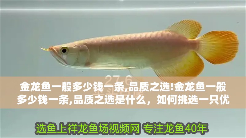 金龍魚一般多少錢一條,品質(zhì)之選!金龍魚一般多少錢一條,品質(zhì)之選是什么，如何挑選一只優(yōu)質(zhì)的金龍魚