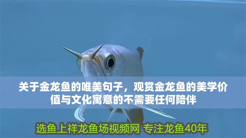 關于金龍魚的唯美句子，觀賞金龍魚的美學價值與文化寓意的不需要任何陪伴