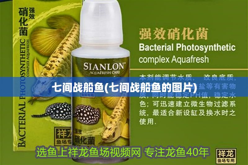 七間戰船魚(七間戰船魚的圖片)