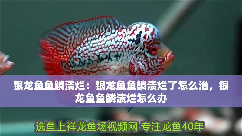 銀龍魚魚鱗潰爛：銀龍魚魚鱗潰爛了怎么治，銀龍魚魚鱗潰爛怎么辦