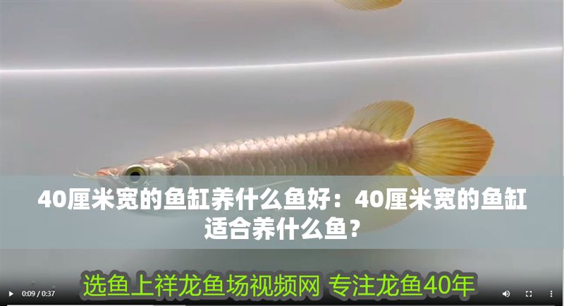 40厘米寬的魚缸養什么魚好：40厘米寬的魚缸適合養什么魚？