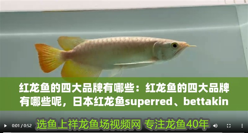 紅龍魚的四大品牌有哪些：紅龍魚的四大品牌有哪些呢，日本紅龍魚superred、bettaking、bettaking