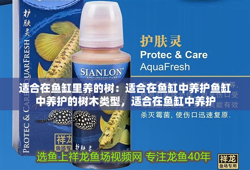 適合在魚缸里養的樹：適合在魚缸中養護魚缸中養護的樹木類型，適合在魚缸中養護