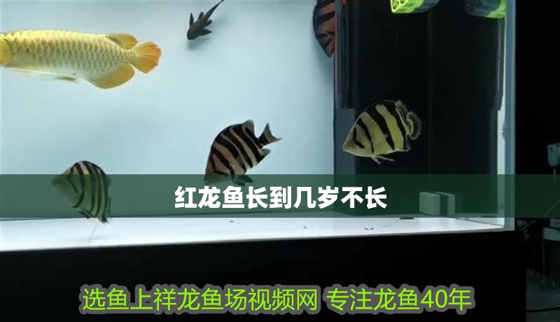 紅龍魚長到幾歲不長