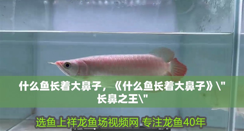 詳細閱讀:什么魚長著大鼻子,《什么魚長著大鼻子》\ 什么魚長著大鼻子,《什么魚長著大鼻子》\