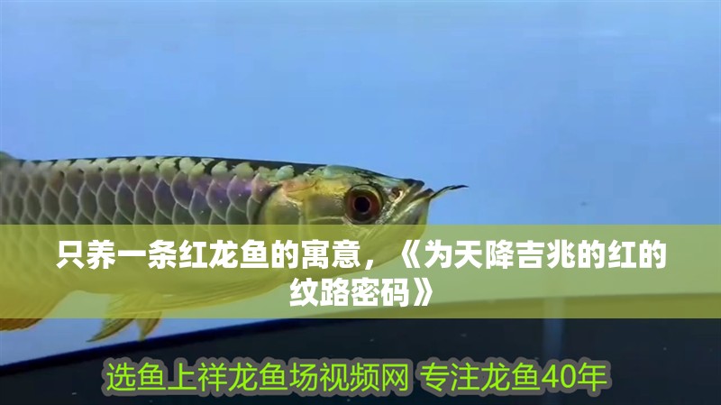 只養(yǎng)一條紅龍魚的寓意，《為天降吉兆的紅的紋路密碼》