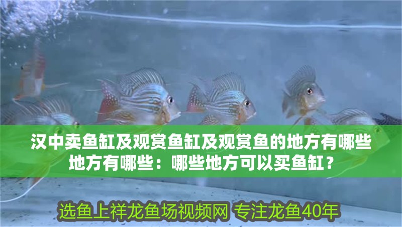 漢中賣魚缸及觀賞魚缸及觀賞魚的地方有哪些地方有哪些：哪些地方可以買魚缸？