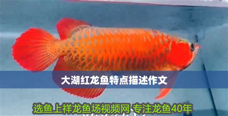 大湖紅龍魚特點描述作文
