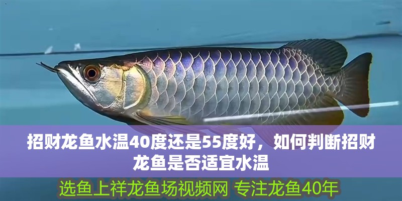 招財龍魚水溫40度還是55度好，如何判斷招財龍魚是否適宜水溫