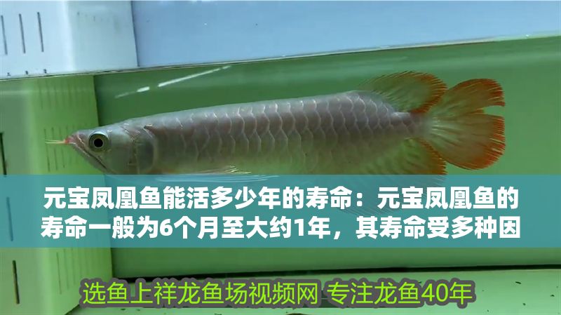 元寶鳳凰魚(yú)能活多少年的壽命：元寶鳳凰魚(yú)的壽命一般為6個(gè)月至大約1年，其壽命受多種因素影響