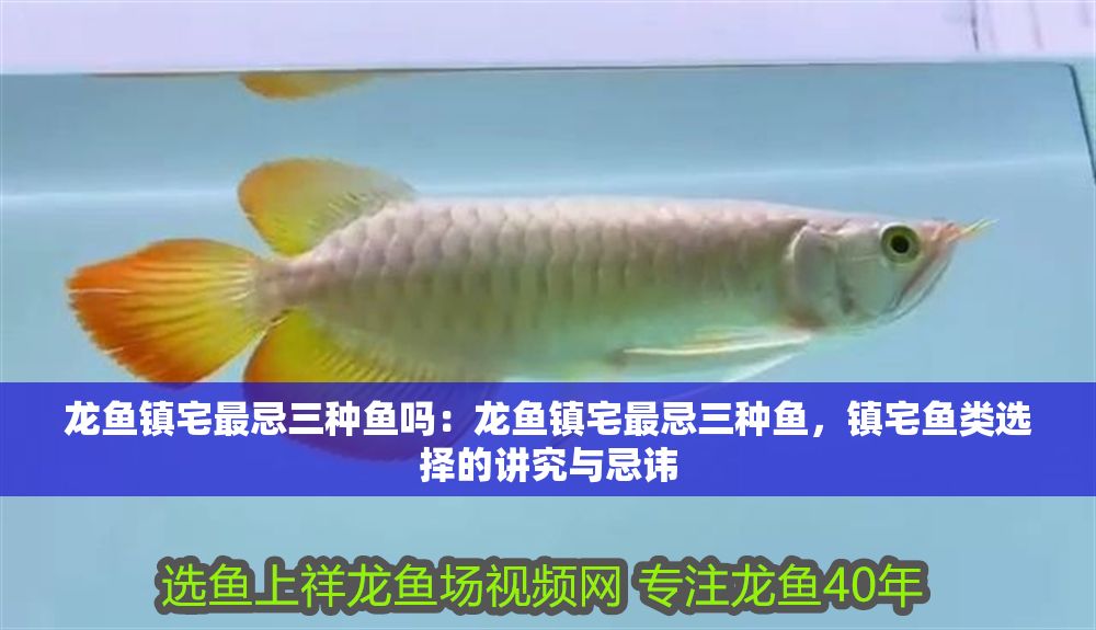 龍魚鎮宅最忌三種魚嗎：龍魚鎮宅最忌三種魚，鎮宅魚類選擇的講究與忌諱