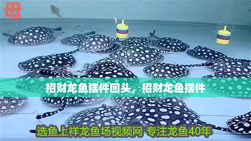 招財龍魚擺件回頭，招財龍魚擺件