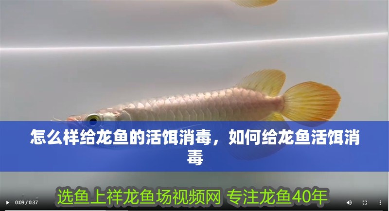 怎么樣給龍魚的活餌消毒，如何給龍魚活餌消毒