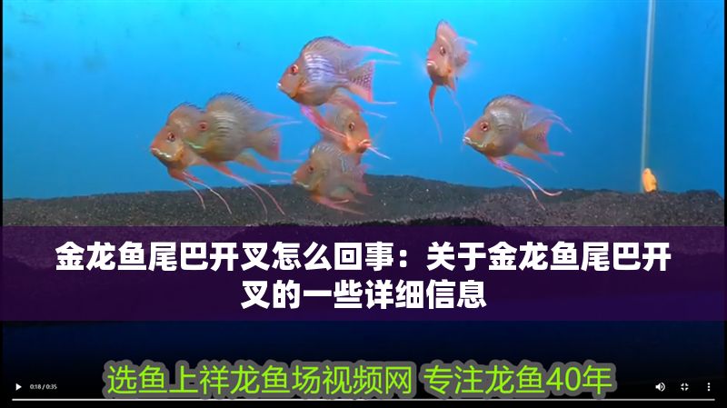 金龍魚尾巴開叉怎么回事：關于金龍魚尾巴開叉的一些詳細信息