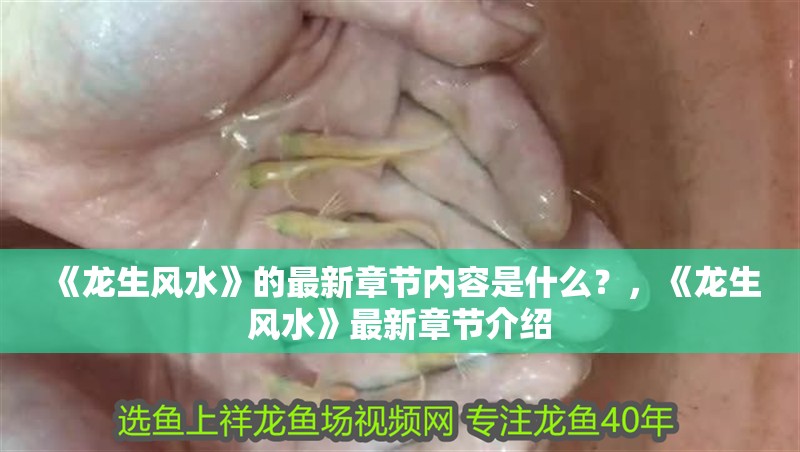 《龍生風(fēng)水》的最新章節(jié)內(nèi)容是什么？，《龍生風(fēng)水》最新章節(jié)介紹