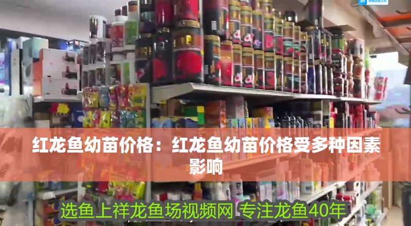 紅龍魚幼苗價格：紅龍魚幼苗價格受多種因素影響