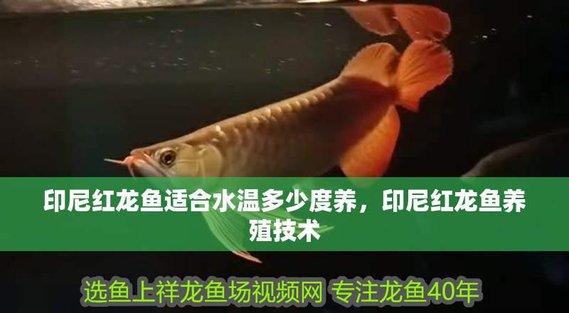 印尼紅龍魚適合水溫多少度養，印尼紅龍魚養殖技術